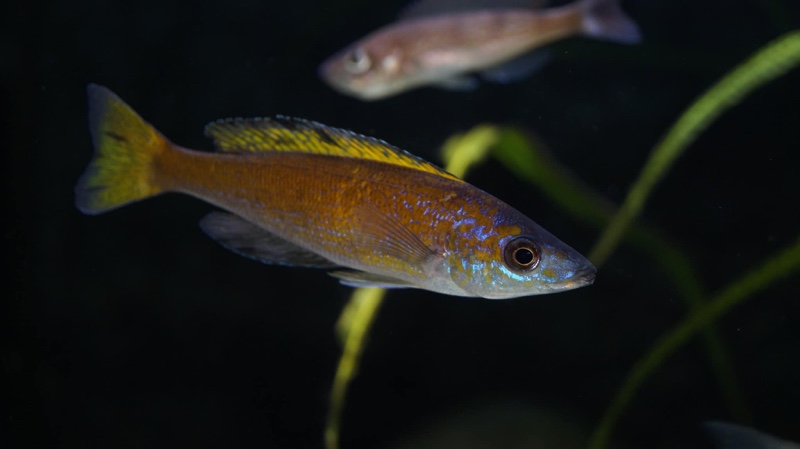 Cyprichromis microlepidotus 'Kiriza'